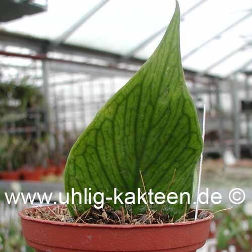 Hoya polyneura