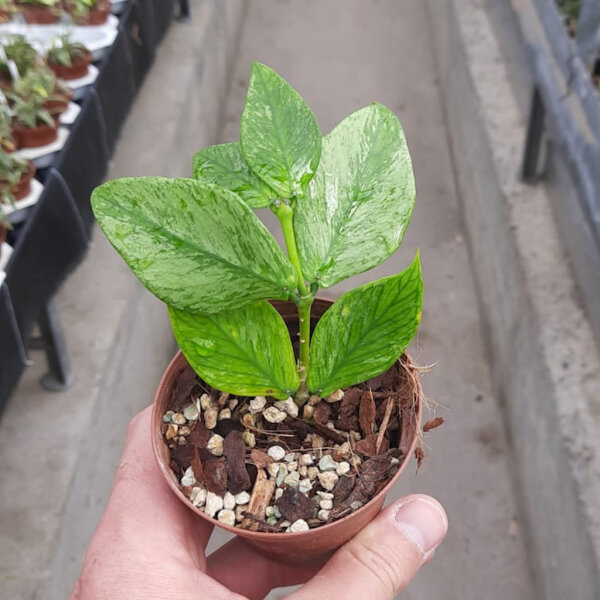Hoya polyneura cv. var. broget