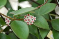 Hoya pubera