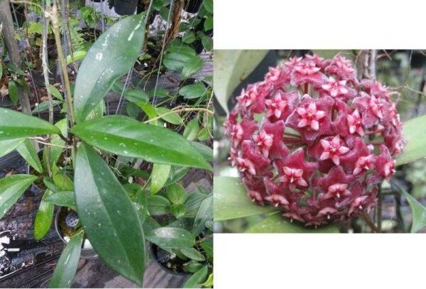Hoya pubicalyx