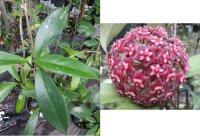 Hoya pubicalyx