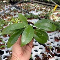 Hoya pubicalyx