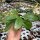 Hoya pubicalyx
