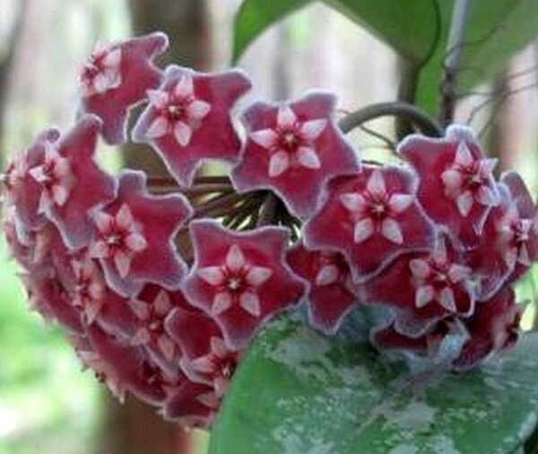 Hoya pubicalyx cv. Splash Leaves