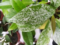 Hoya pubicalyx cv. Splash Leaves