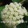 Hoya subquintuplinervis