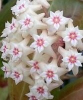 Hoya sp. Sulawesi GPS 8845