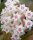 Hoya sp. Sulawesi GPS 8845