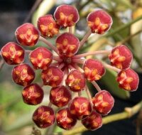 Hoya tsangii