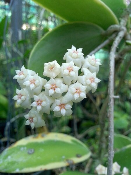Hoya verticillata cv. Albomarginata
