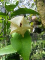 Hoya wallichii
