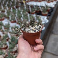 Orbea semitubiflora