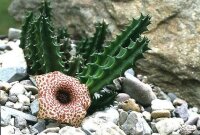 Huernia hislopii