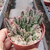 Huernia hislopii