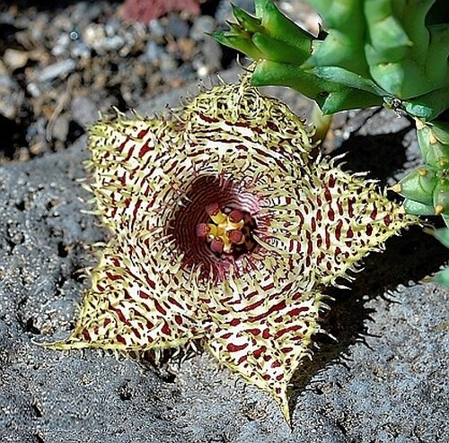 Huernia hystrix