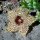 Huernia hystrix