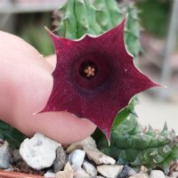 Huernia keniensis