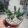 Huernia keniensis