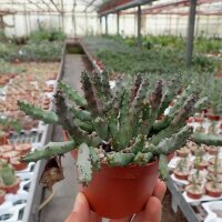 Huernia pendula