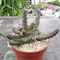 Huernia pendula