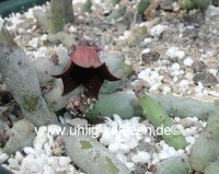 Huernia pendula