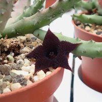 Huernia pendula