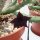 Huernia pendula