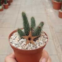 Huernia pillansii