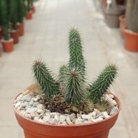 Huernia pillansii