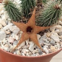 Huernia pillansii