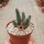 Huernia pillansii