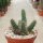 Huernia pillansii