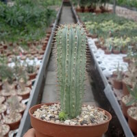 Hoodia pilifera