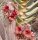 Hoodia pilifera