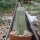 Hoodia pilifera