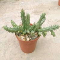 Huernia procumbens
