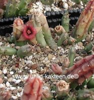 Huernia procumbens
