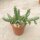 Huernia procumbens