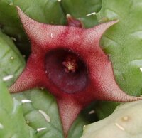 Huernia schneideriana