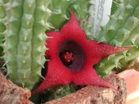 Huernia schneideriana