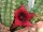 Huernia schneideriana