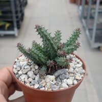 Huernia aff. schneideriana