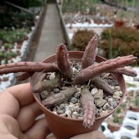 Huernia volkartii v. repens