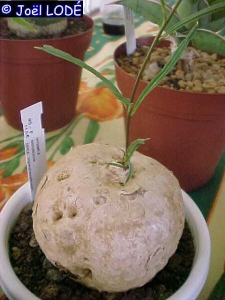 Ipomoea bolusiana