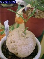 Ipomoea bolusiana