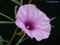 Ipomoea bolusiana