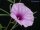 Ipomoea bolusiana