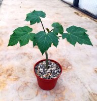 Jatropha curcas