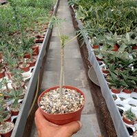 Jatropha multifida