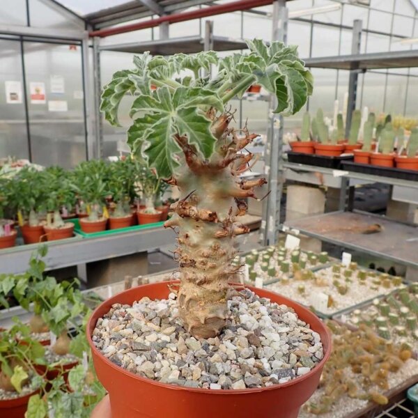 Jatropha fissispina RM 242